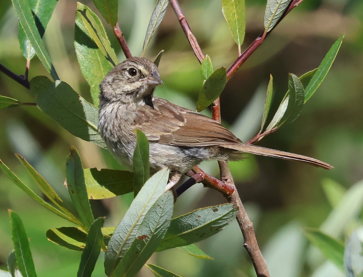 Rufous-crowned Sparrow - ML621649422