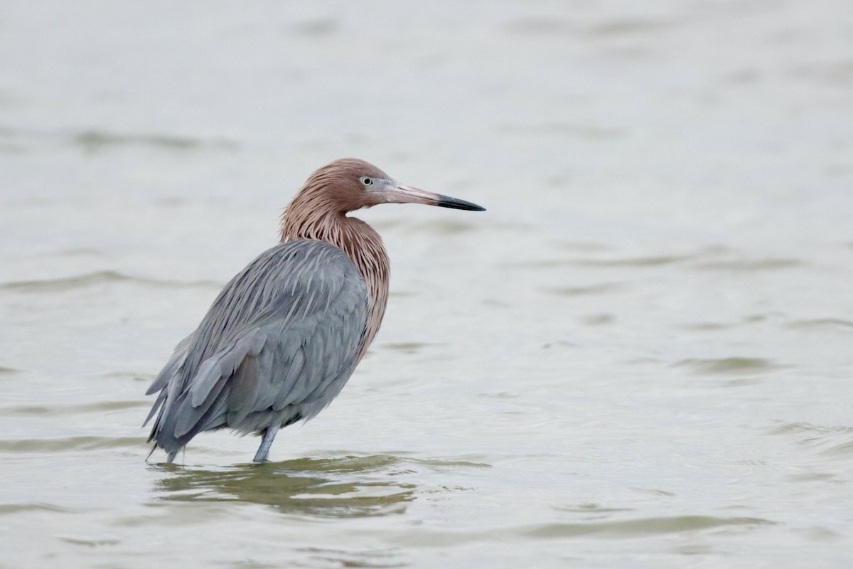 Reddish Egret - MacKenzie McKnight