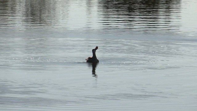 Pink-eared Duck - ML621649470