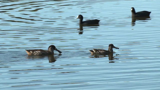 Pink-eared Duck - ML621649480