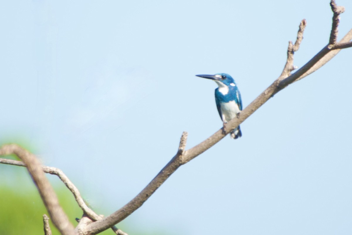 Small Blue Kingfisher - ML621649515