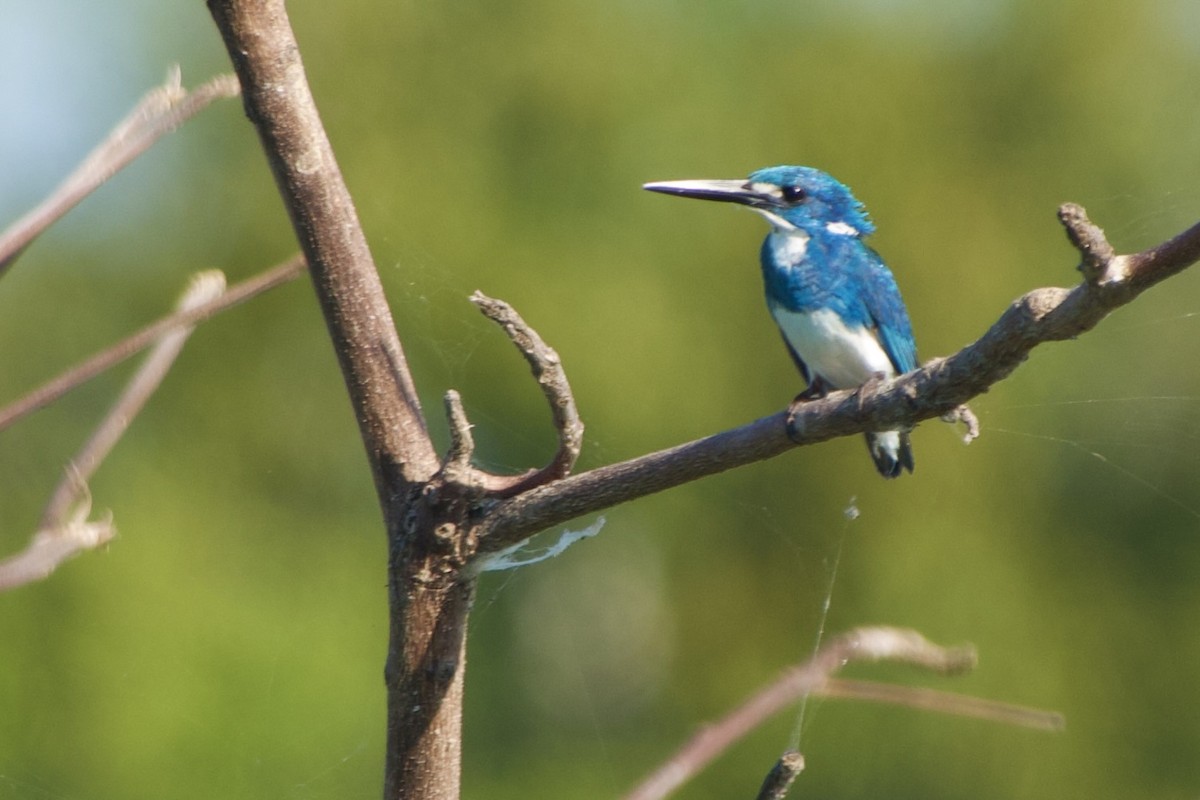 Small Blue Kingfisher - ML621649516