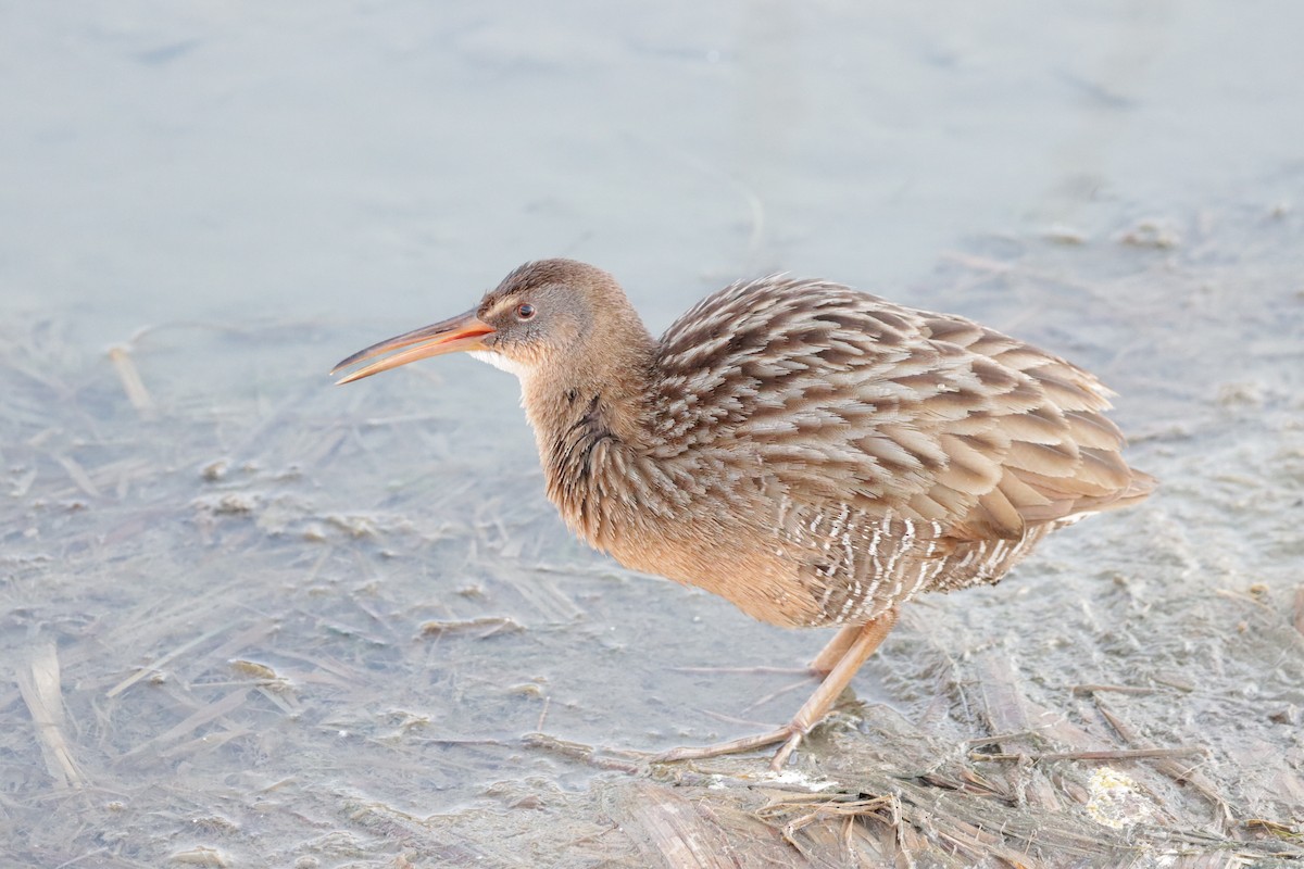 Clapper Rail - ML621649522