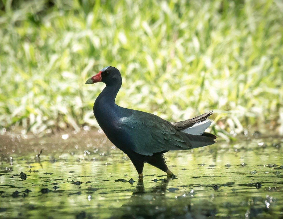 eBird Checklist - 19 Jul 2024 - Arivaca Lake - 54 species