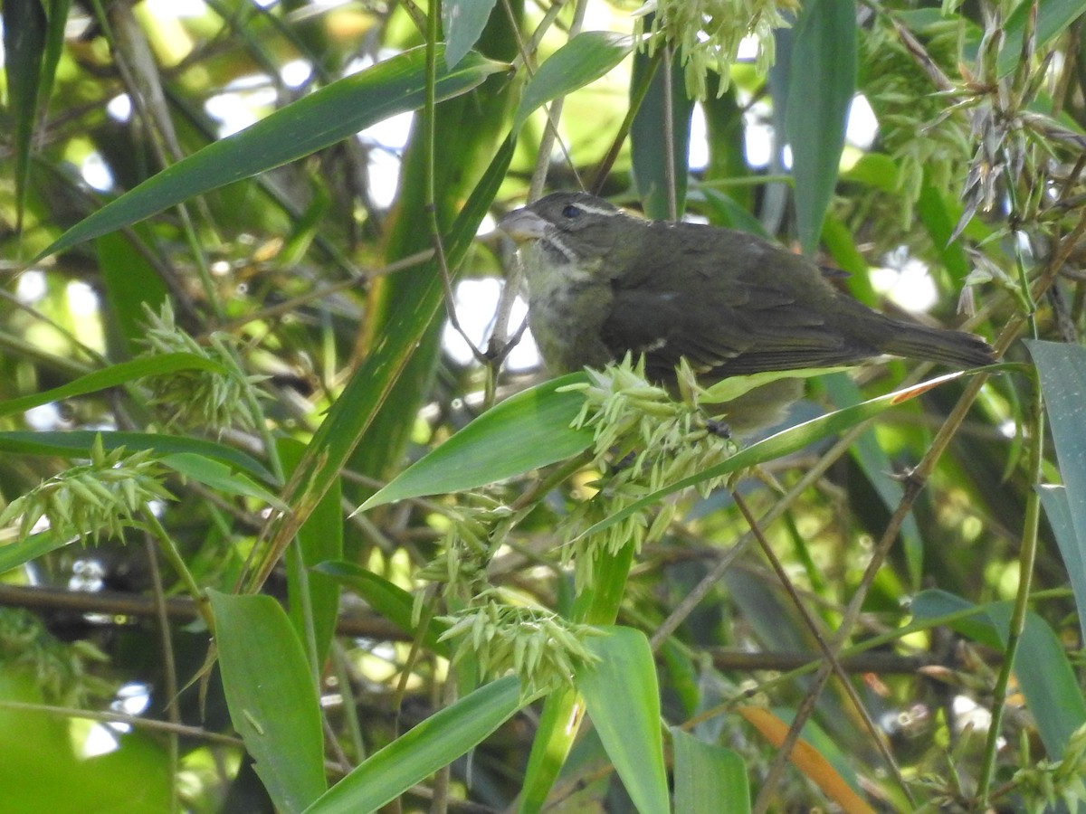 Buffy-fronted Seedeater - ML621649754