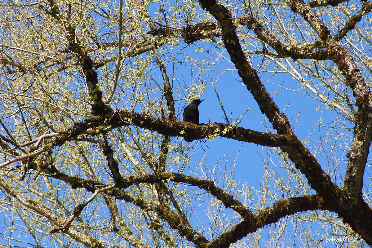 American Crow - ML621649796