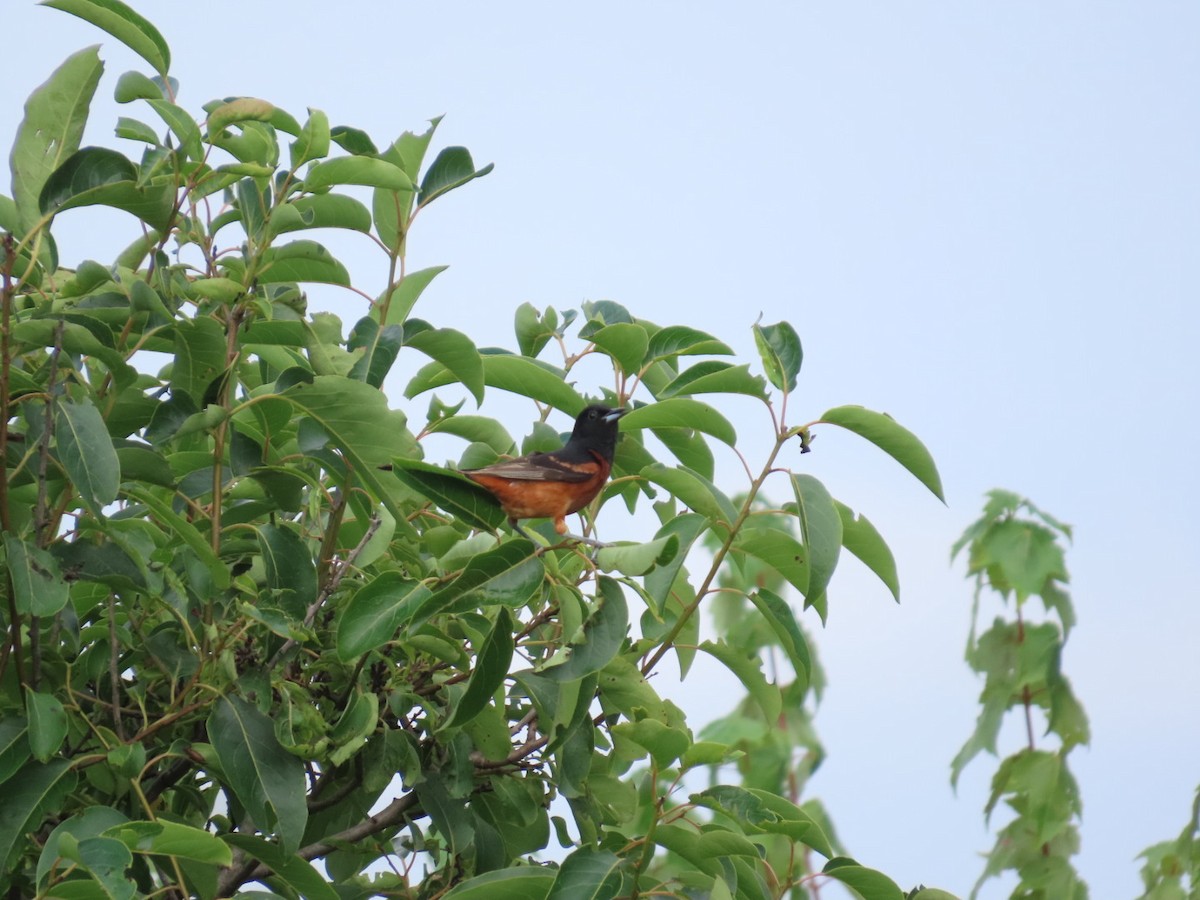 Orchard Oriole - ML621649809