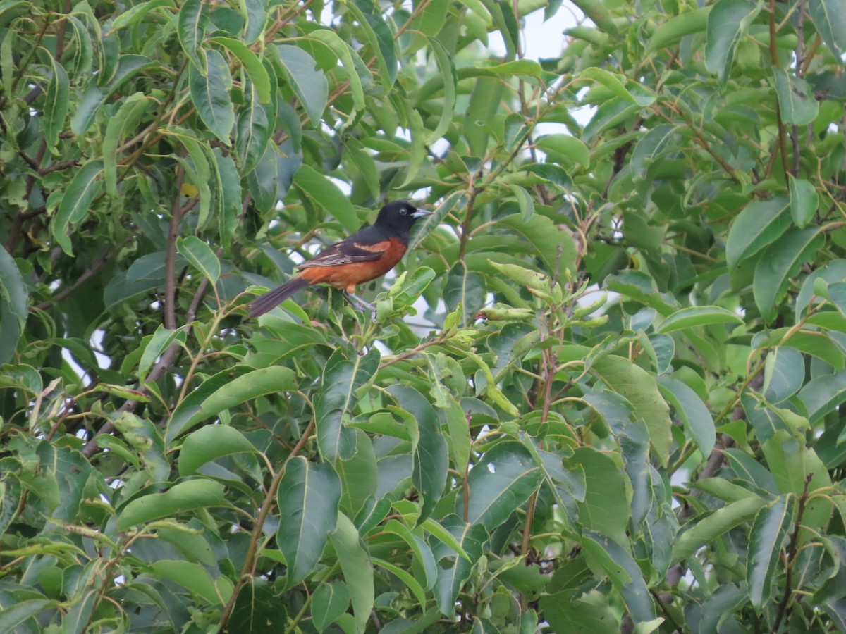 Orchard Oriole - ML621649810