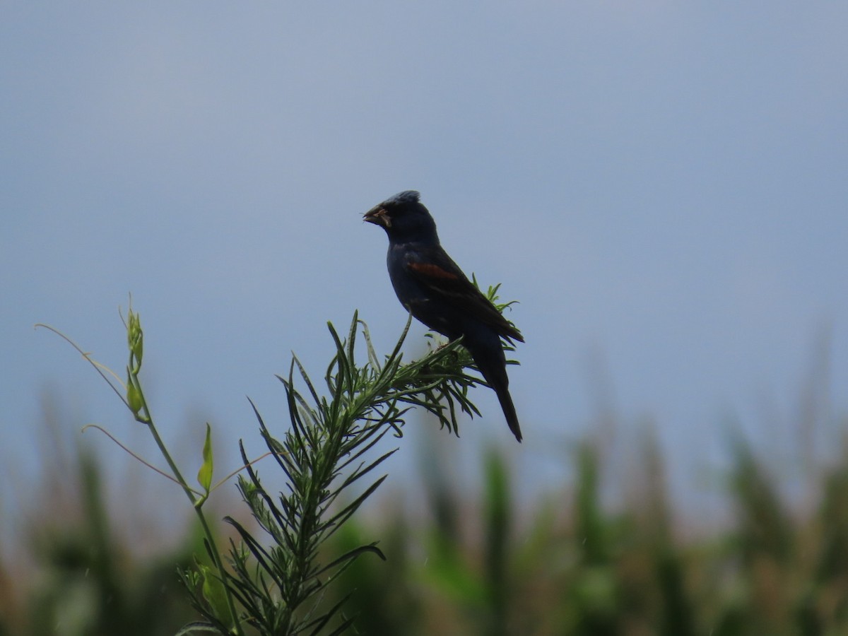 Blue Grosbeak - ML621649839