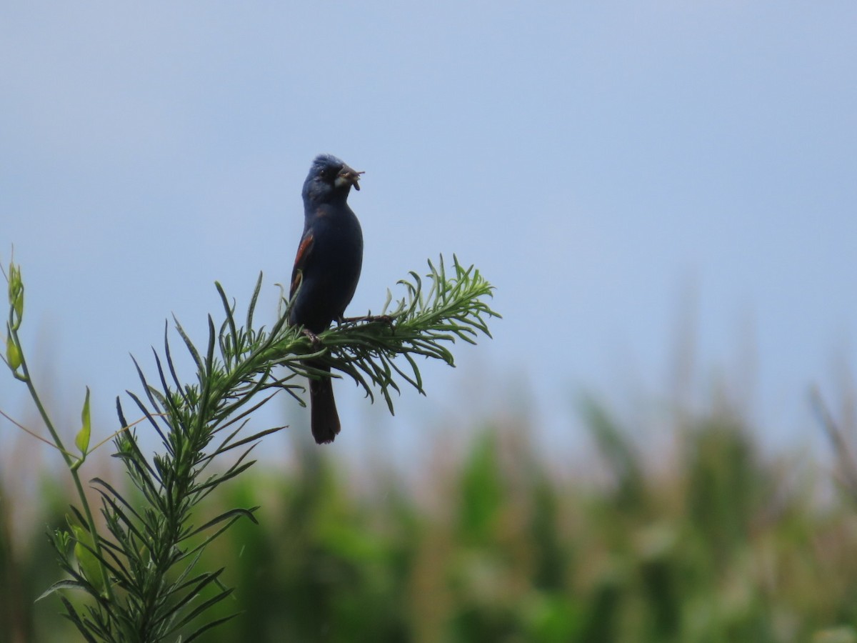 Blue Grosbeak - ML621649840