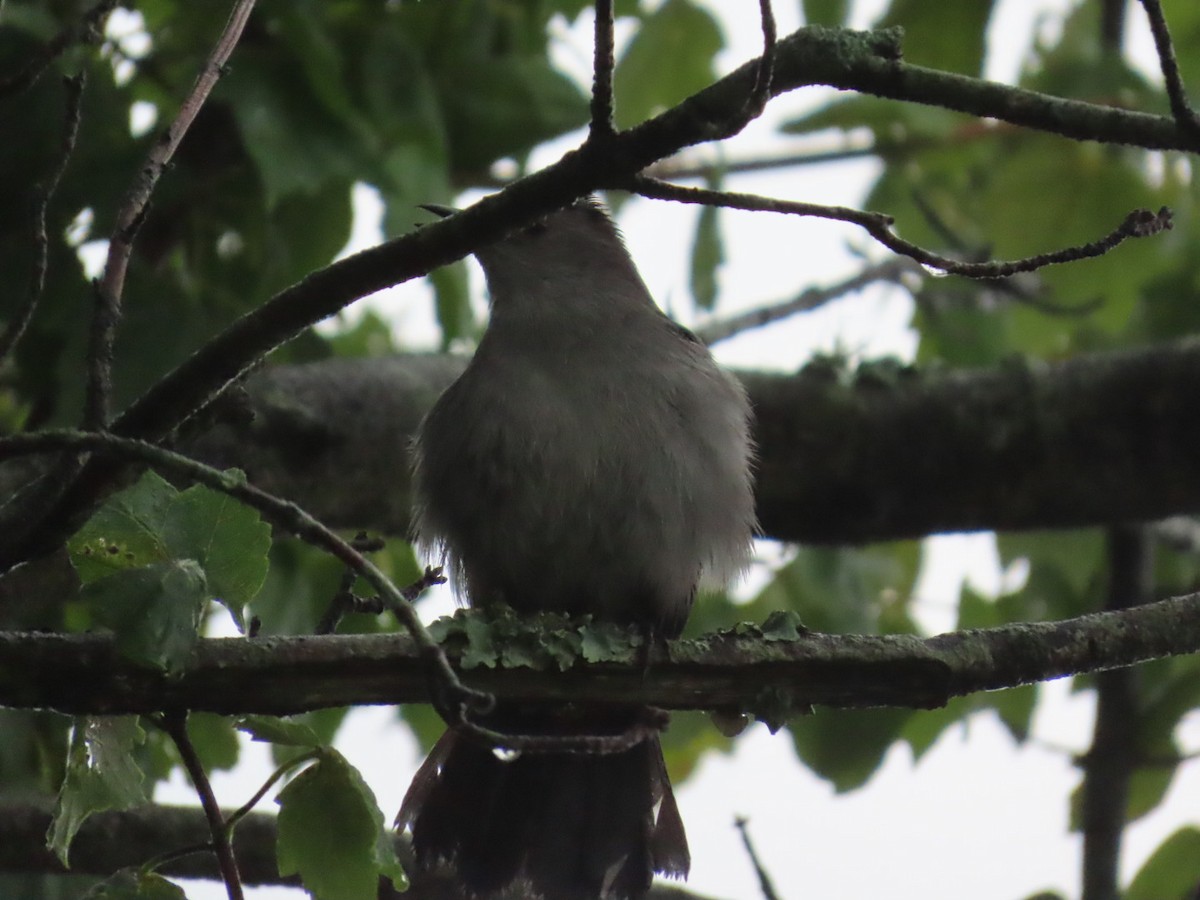 Gray Catbird - robert lethco