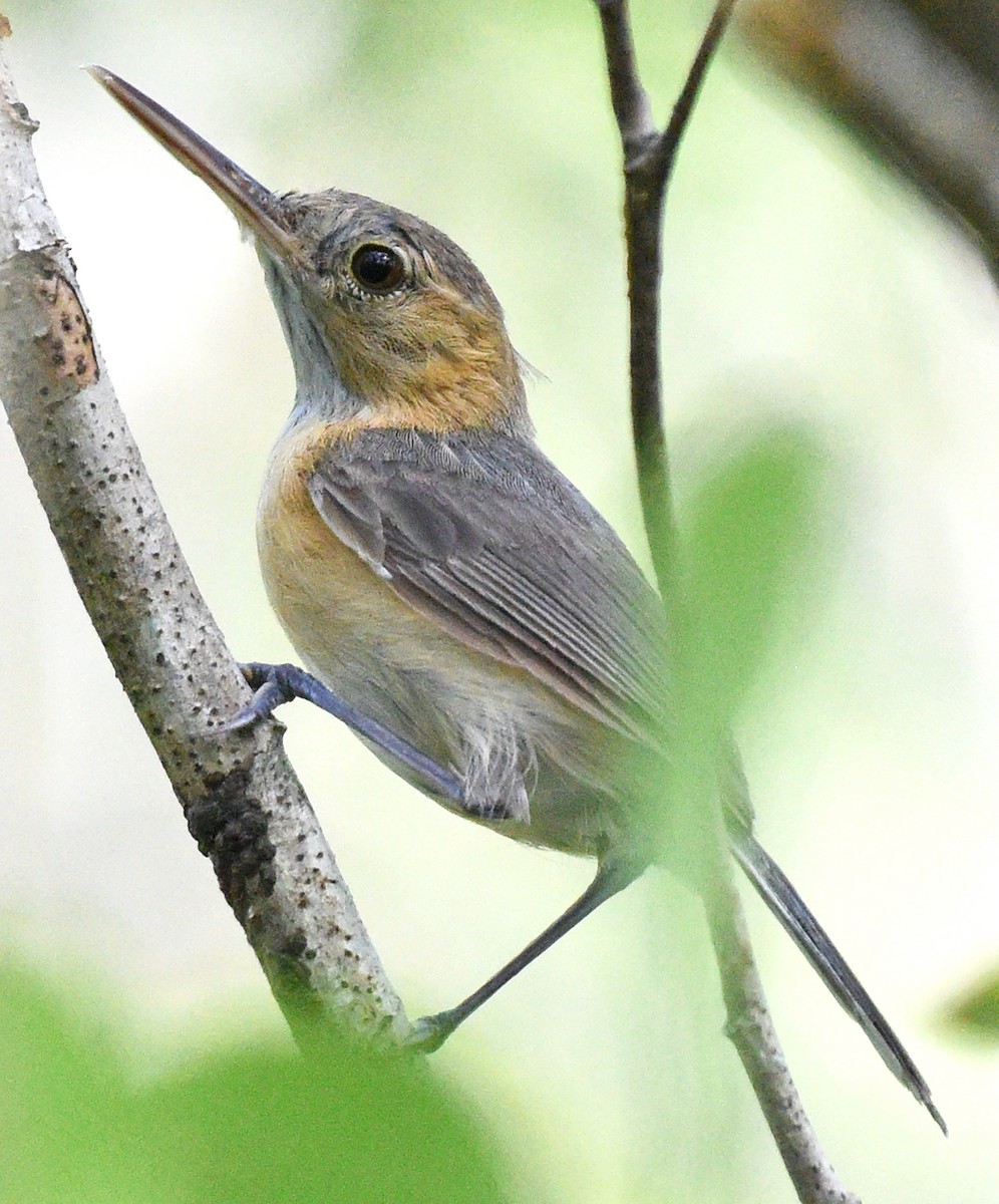 Long-billed Gnatwren - ML621649863