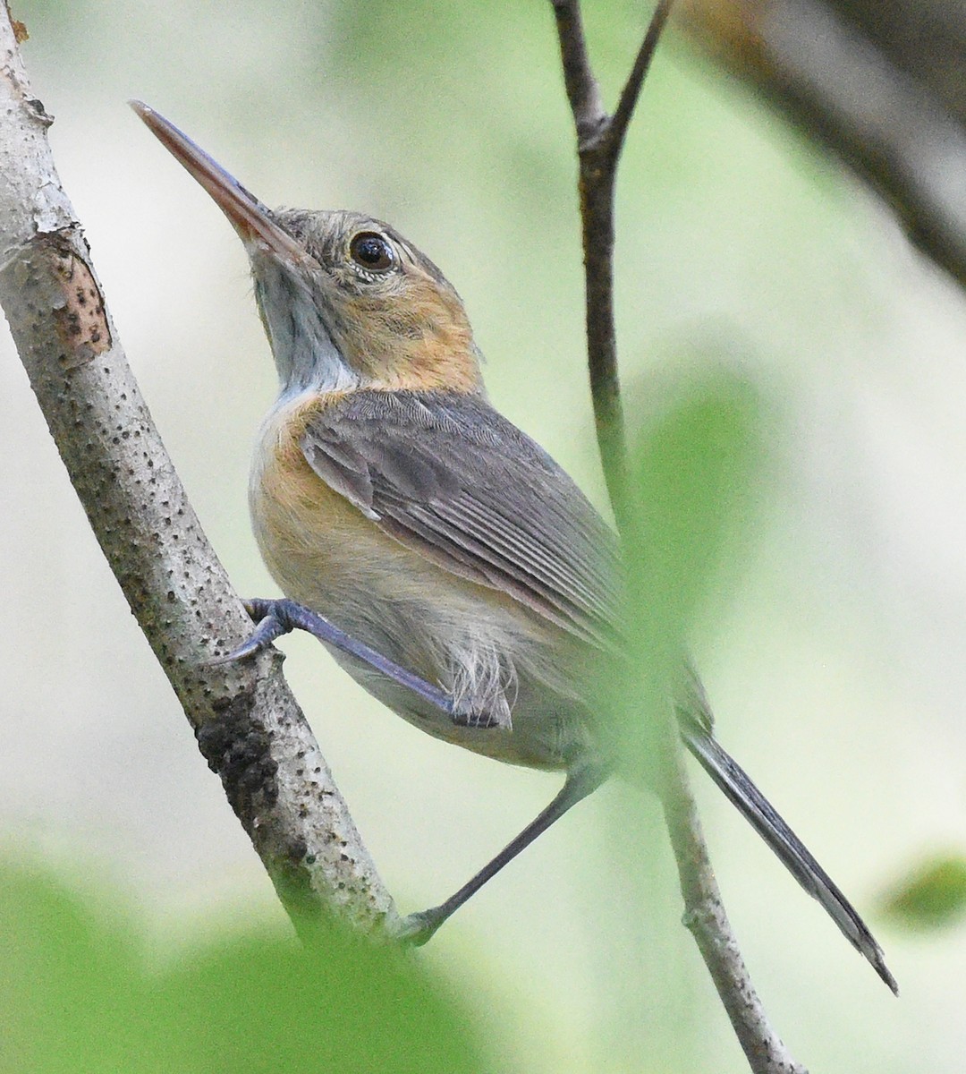 Long-billed Gnatwren - ML621649864