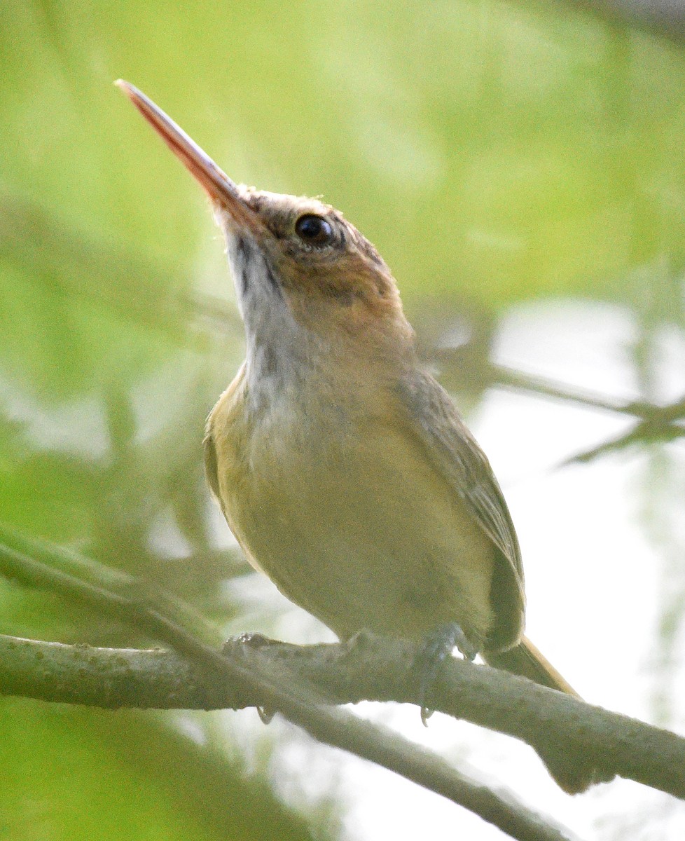 Long-billed Gnatwren - ML621649866