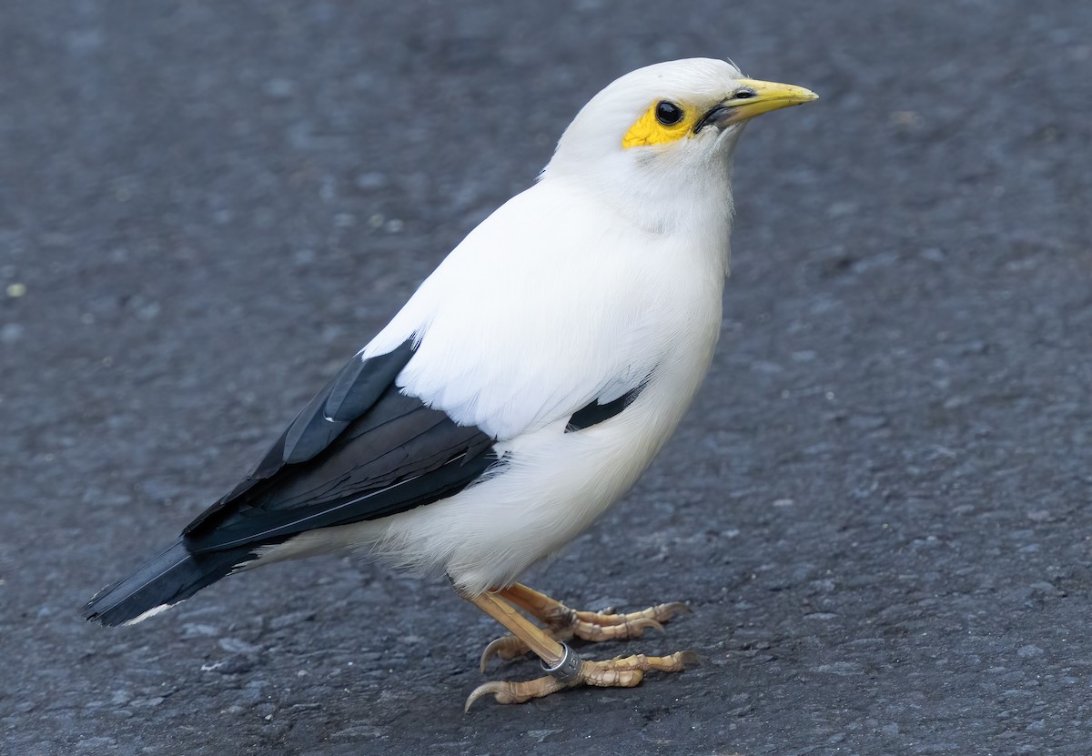 Black-winged Myna (Gray-rumped) - ML621649911