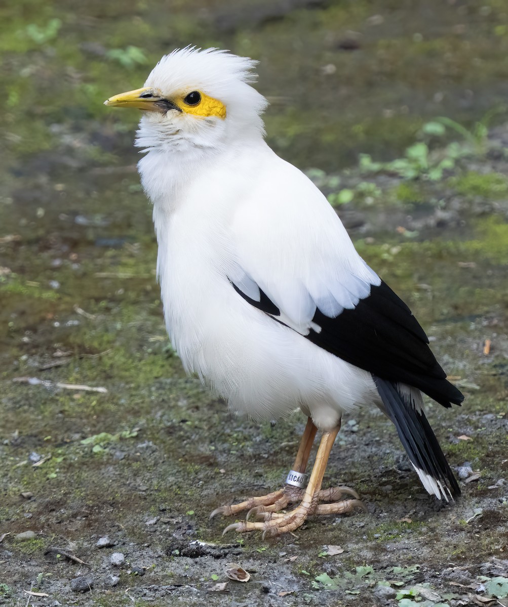 Black-winged Myna (Gray-rumped) - ML621649912