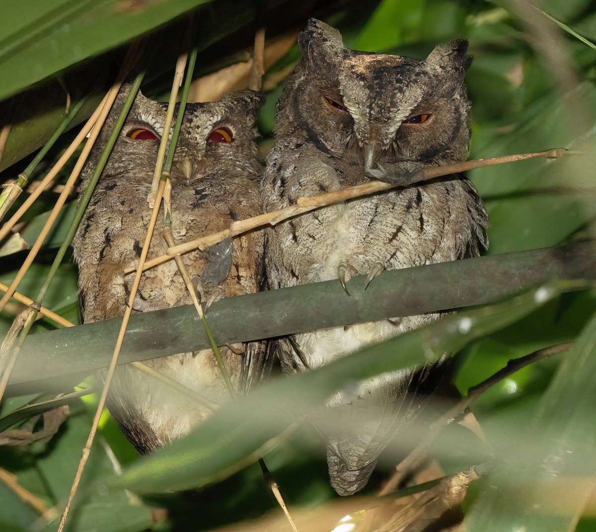 Sunda Scops-Owl - ML621649961