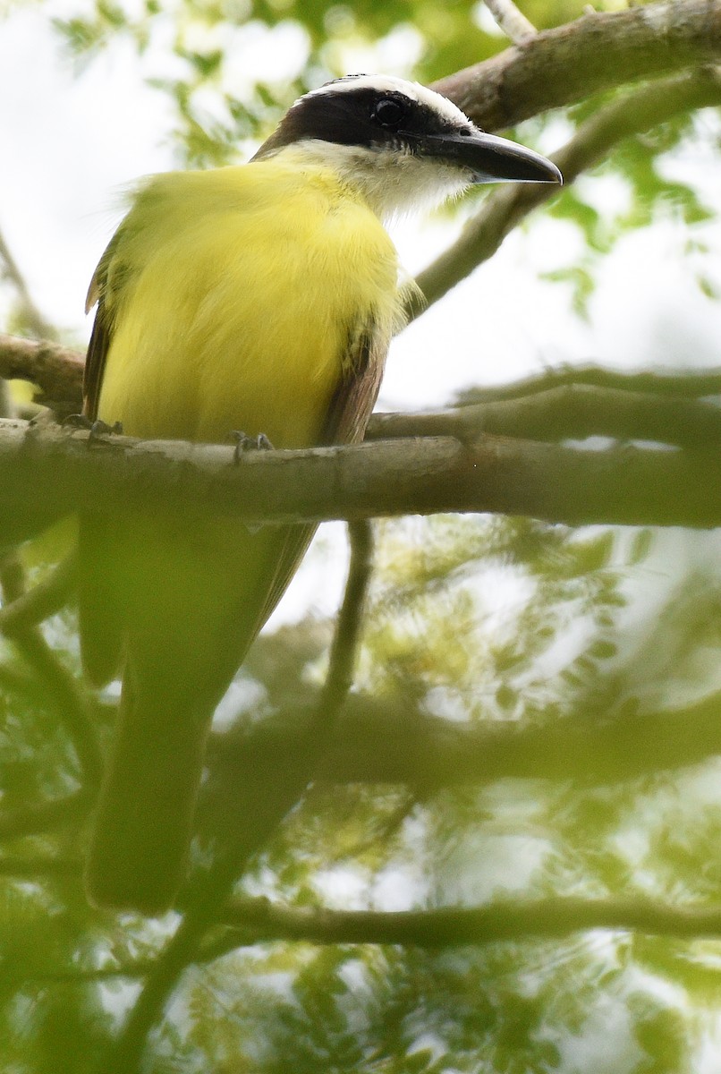 Boat-billed Flycatcher - Steven Mlodinow