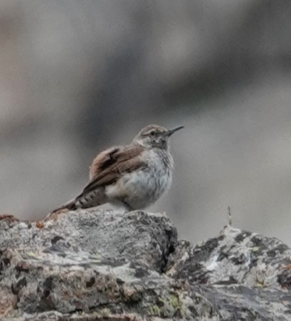 Rock Wren - ML621650120