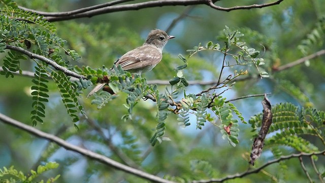 Caribbean Elaenia - ML621650138