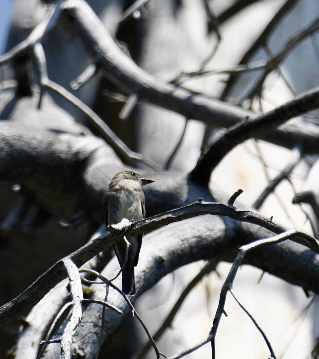 Dusky Flycatcher - ML621650210