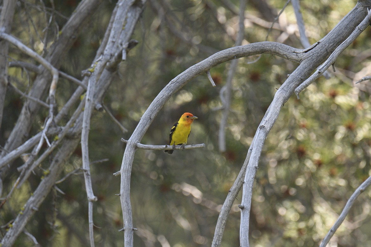 Western Tanager - ML621650221