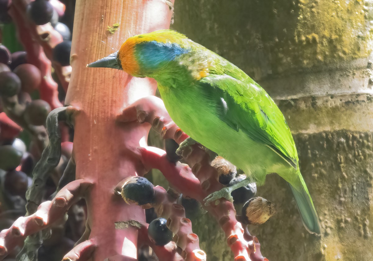 Flame-fronted Barbet - ML621650224