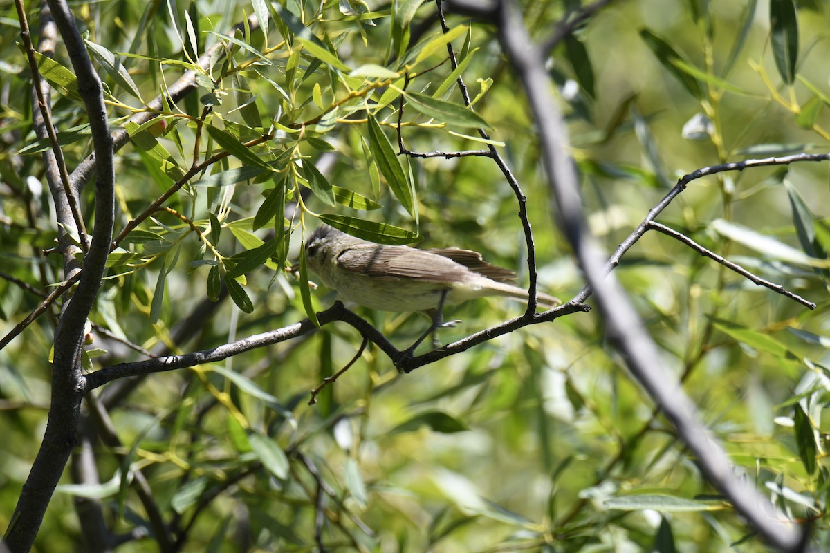 Warbling Vireo - ML621650237