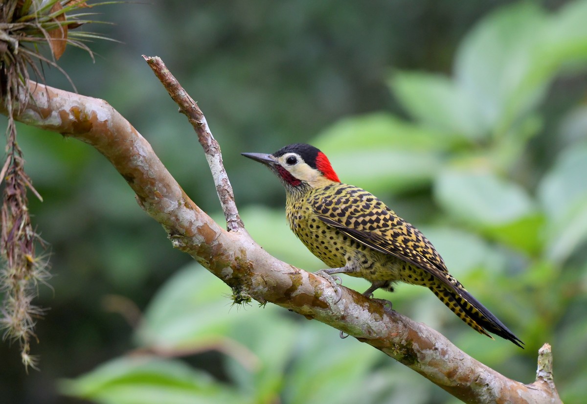 Green-barred Woodpecker - ML621650262