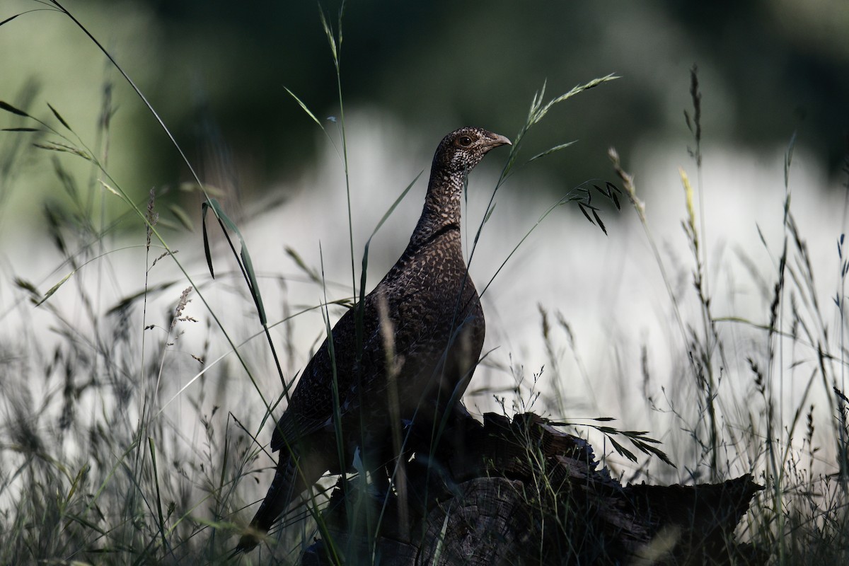 Sooty Grouse - ML621650274