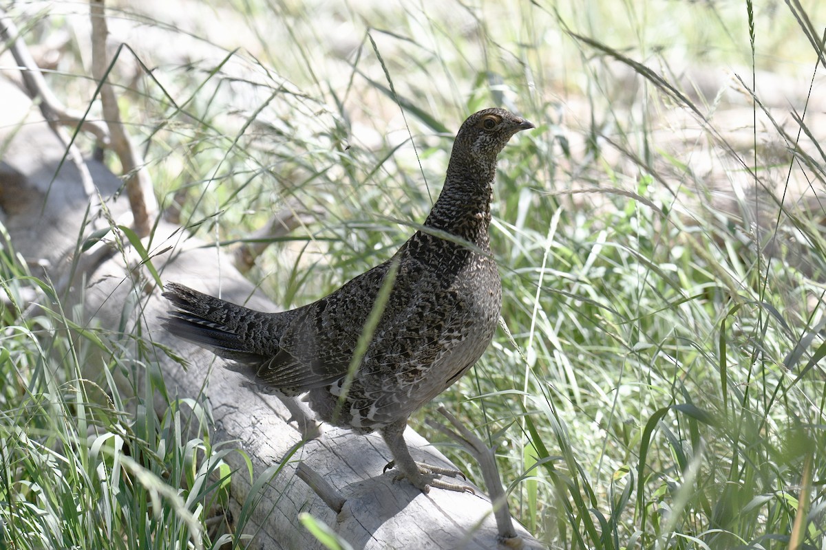 Sooty Grouse - ML621650296