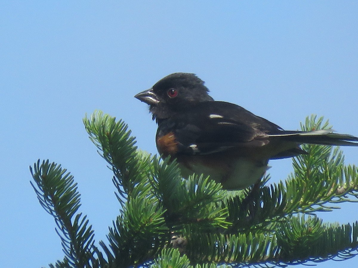 Eastern Towhee - ML621650318