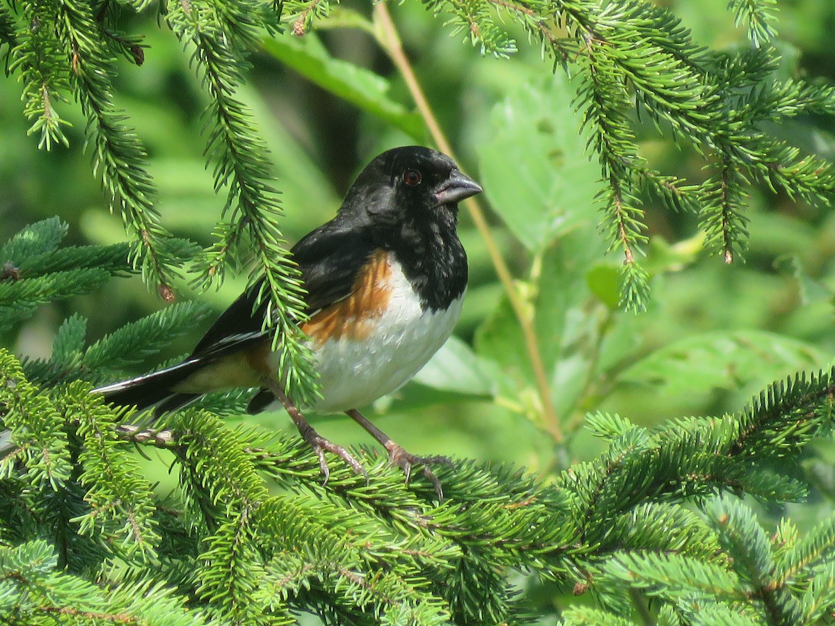 Eastern Towhee - ML621650319