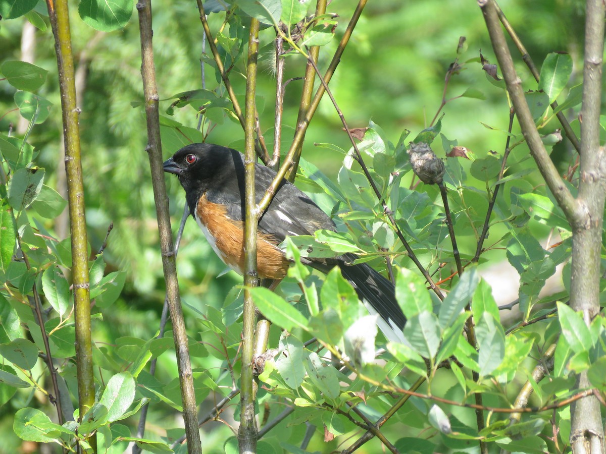 Eastern Towhee - ML621650320