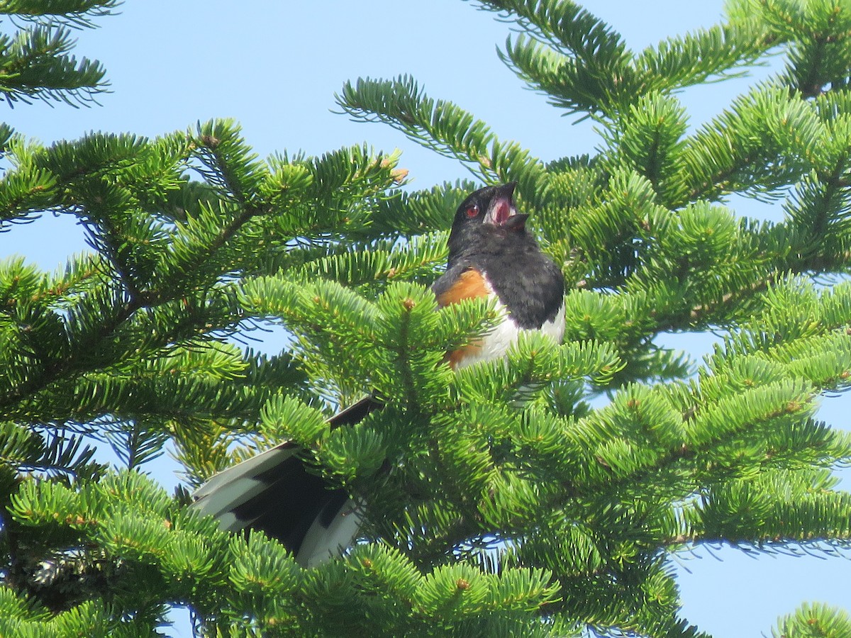 Eastern Towhee - ML621650321