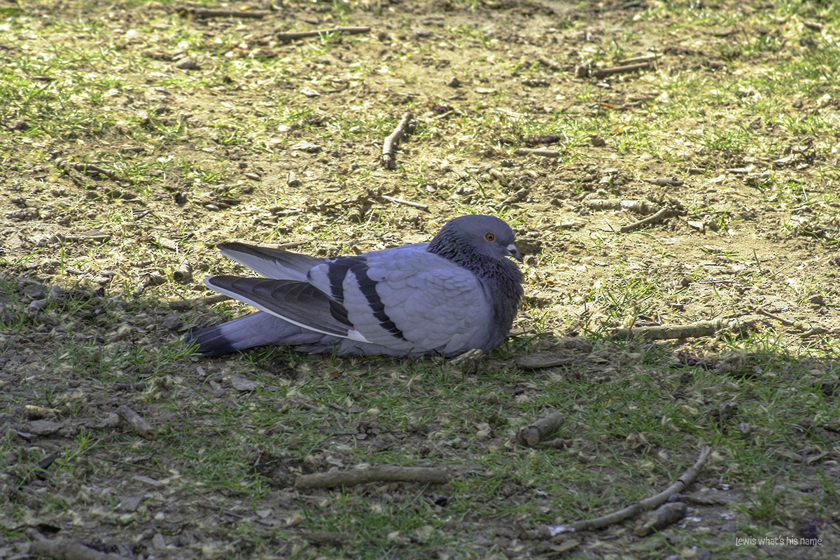 Rock Pigeon (Feral Pigeon) - ML621650367
