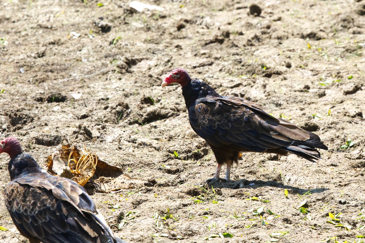 Turkey Vulture - ML621650368