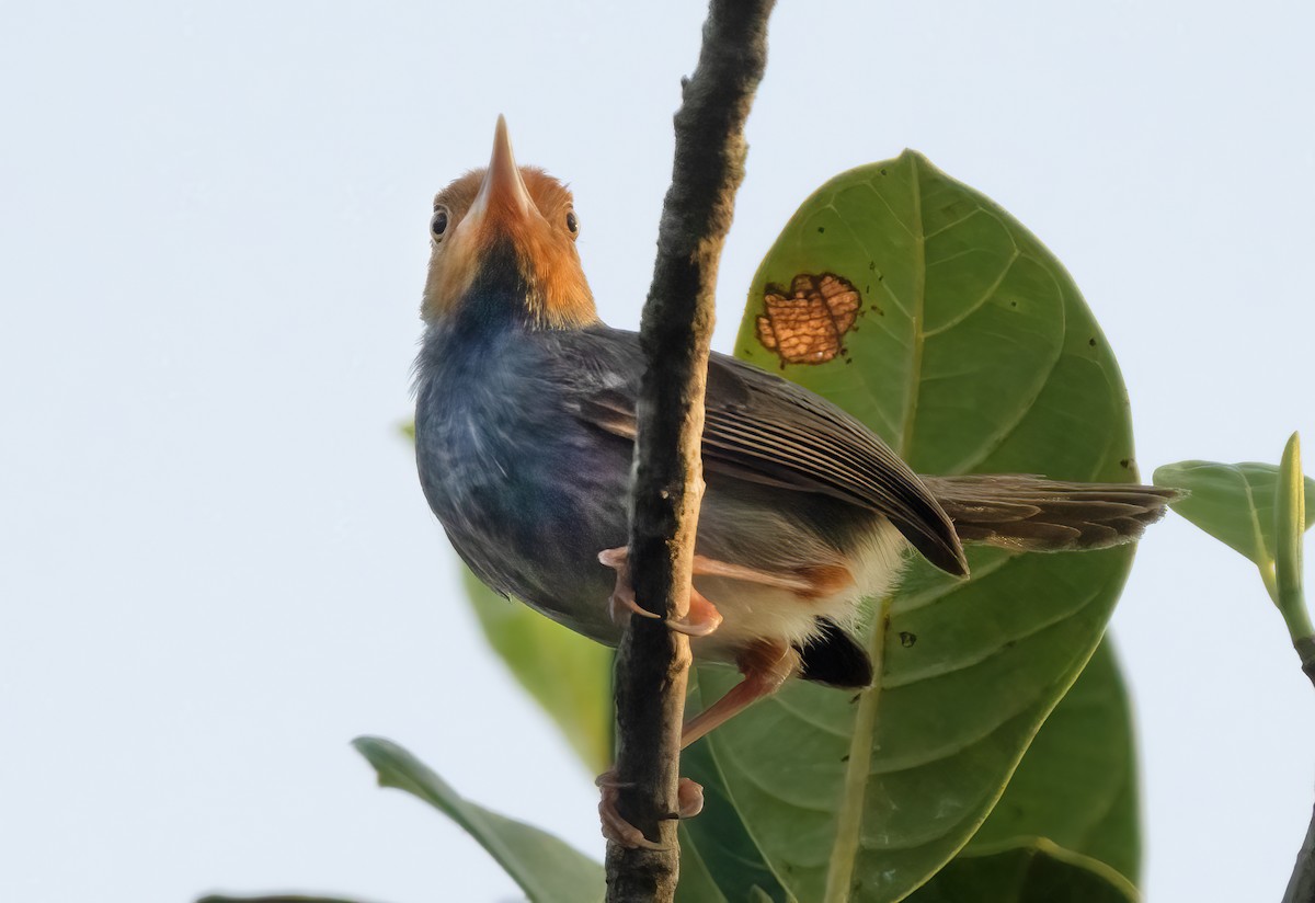 Ashy Tailorbird - ML621650383