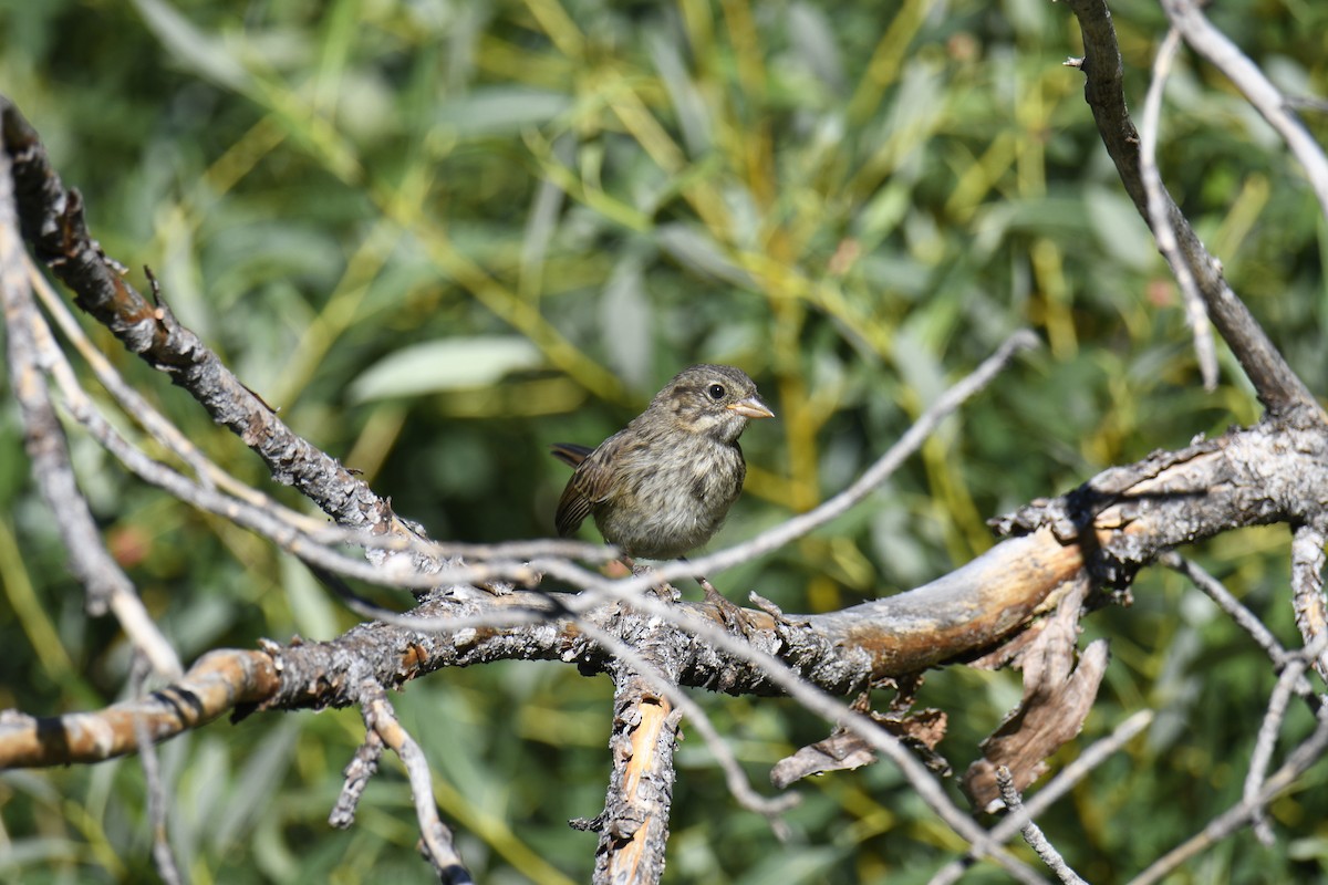 Lincoln's Sparrow - ML621650405