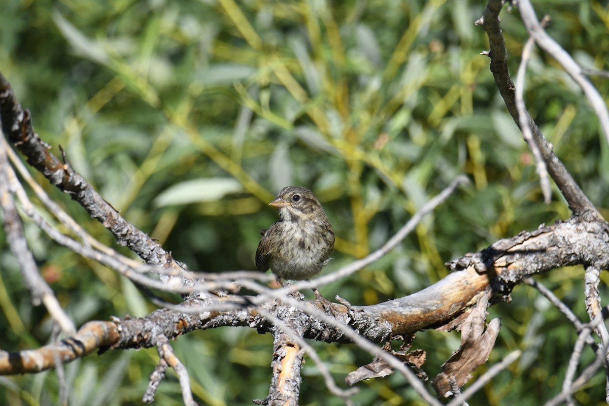 Lincoln's Sparrow - ML621650408