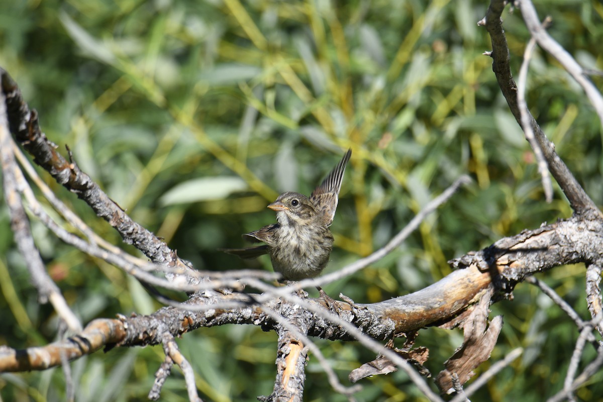 Lincoln's Sparrow - Anonymous