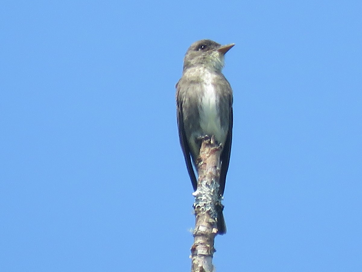 Olive-sided Flycatcher - ML621650428