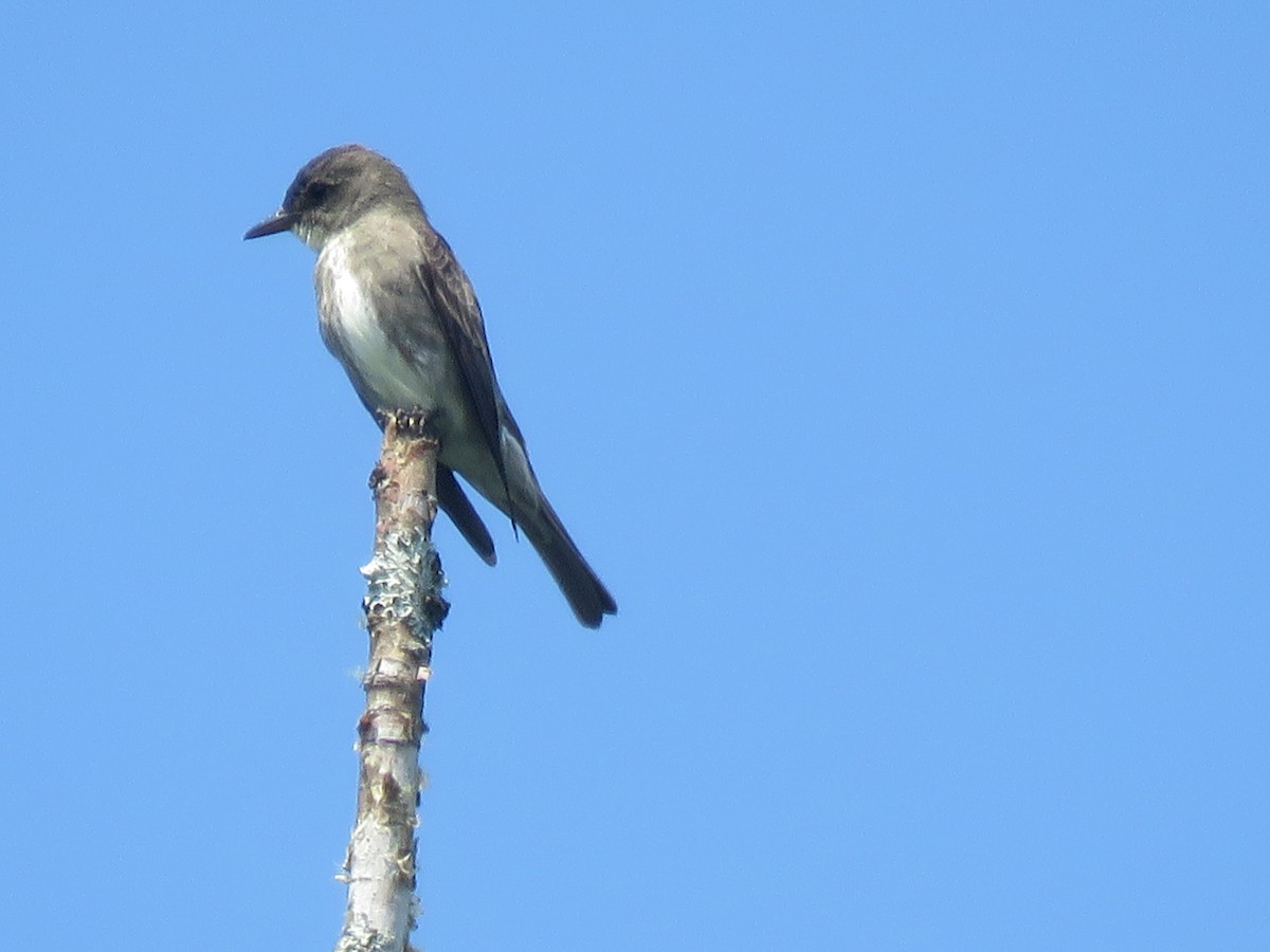 Olive-sided Flycatcher - ML621650434