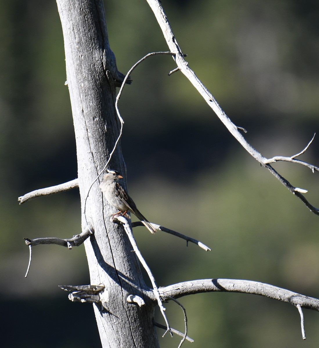 White-crowned Sparrow (oriantha) - ML621650436