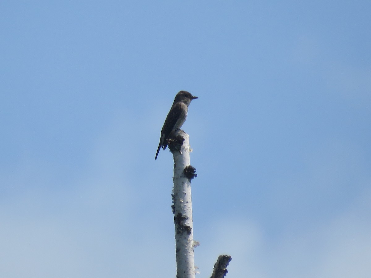 Olive-sided Flycatcher - ML621650437