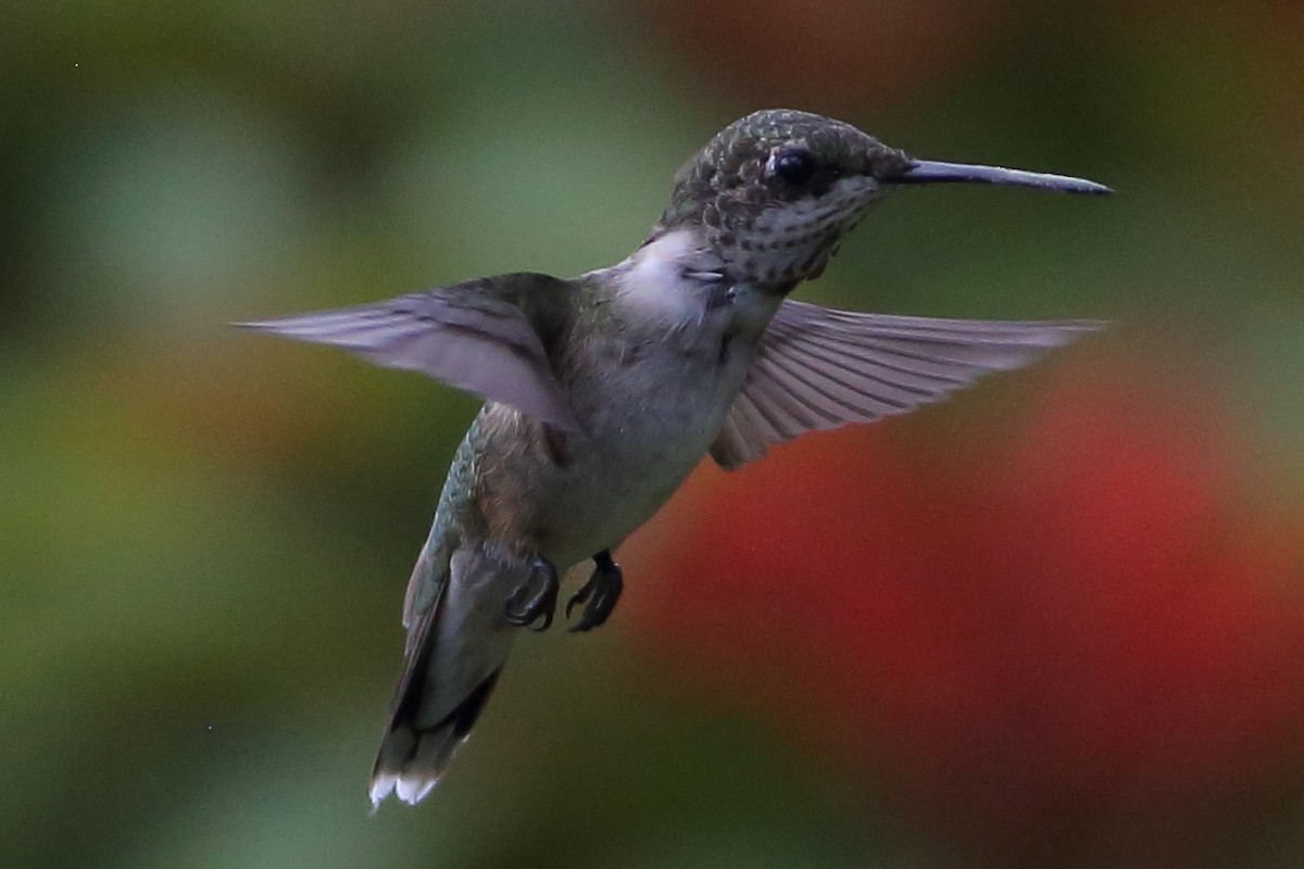Ruby-throated Hummingbird - ML621650451