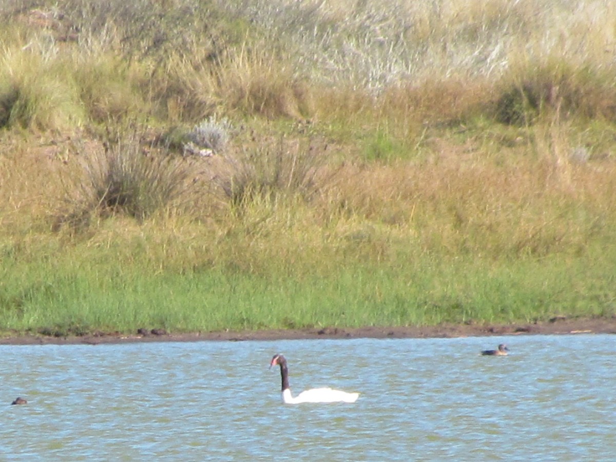 Black-necked Swan - ML621650462