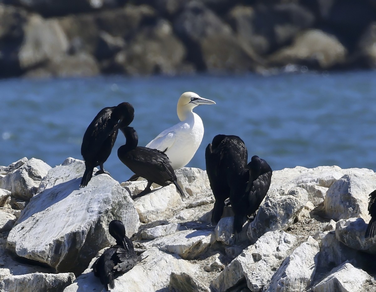 Northern Gannet - ML621650464