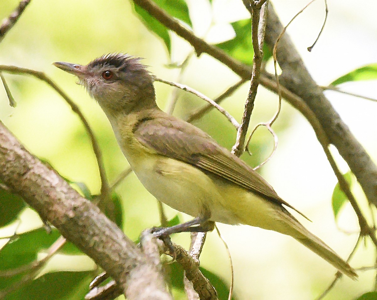 Yellow-green Vireo - ML621650519