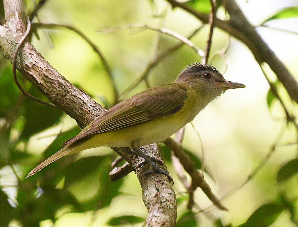 Yellow-green Vireo - ML621650520